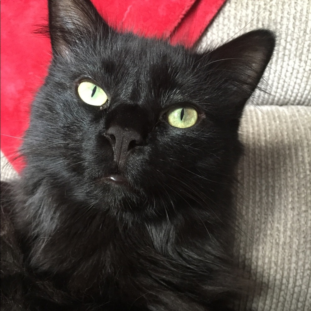 Meet your Posher, Teeny